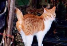 Los gatos y su territorio