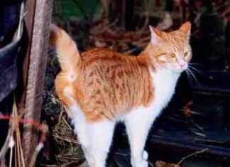 Los gatos y su territorio