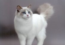Ragdoll
