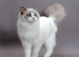 Ragdoll