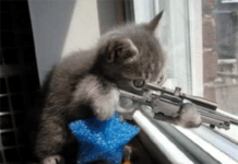 Los Gatos más divertidos