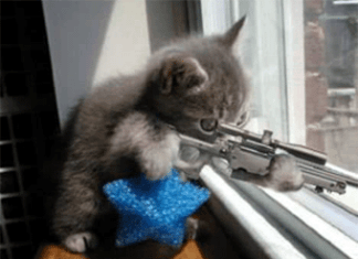 Los Gatos más divertidos