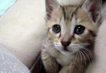¿Por qué los gatos ronronean?