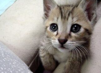 ¿Por qué los gatos ronronean?