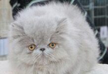Más sobre gatos Persas