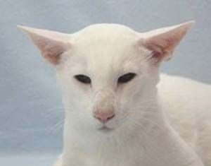 Oriental de pelo corto