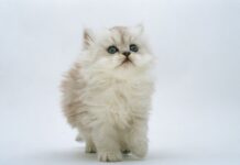 Gatos de Angora