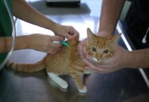 Vacunación de gatos