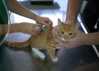 Vacunación de gatos