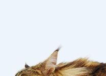 Comportamiento de los gatos