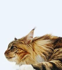 Comportamiento de los gatos