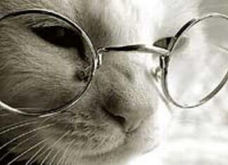 La vejez de los gatos