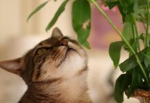 Gatos y plantas