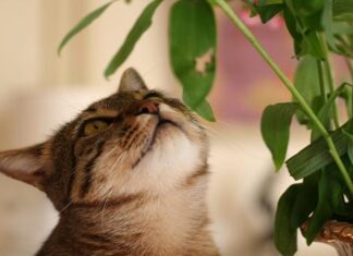 Gatos y plantas