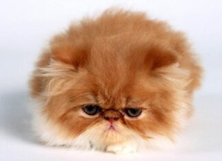 Los gatos y sus vidas