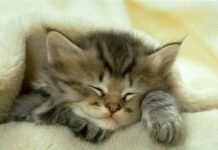 La adopción de los gatos