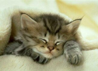 La adopción de los gatos