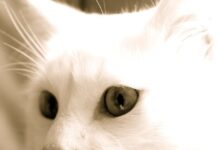 La vejez en los gatos