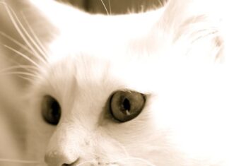 La vejez en los gatos