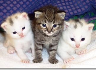 Cuidar el pelo de los gatos