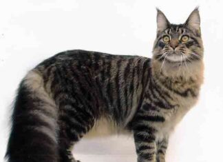 Vestir o no vestir a tu mascota