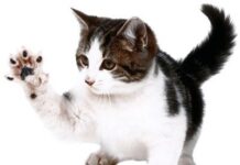 Cualidades De Los Gatos