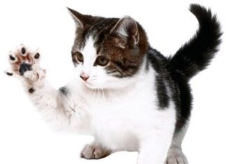 Cualidades De Los Gatos