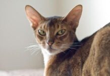 El gato abisinio: el mimo por el mimo