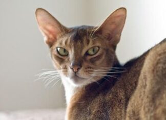 El gato abisinio: el mimo por el mimo