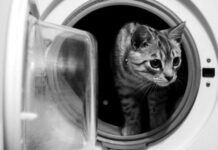 Accidentes en los gatos