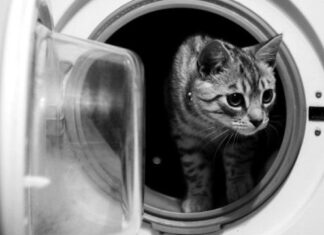 Accidentes en los gatos