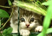 Cuestiones básicas sobre la Adopción de un Gato