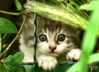 Cuestiones básicas sobre la Adopción de un Gato