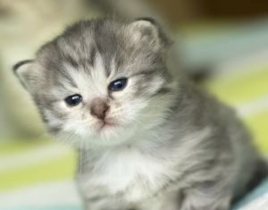 Gatos, animales de compañía