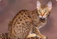El gato abisinio: el mimo por el mimo