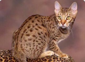 El gato abisinio: el mimo por el mimo