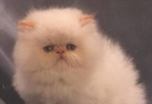 Todo sobre los persas