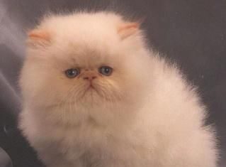 Todo sobre los persas