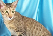 Oriental de pelo corto