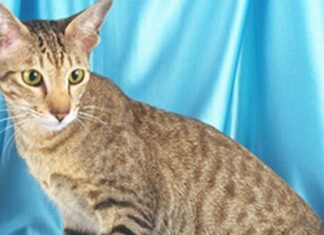 Oriental de pelo corto