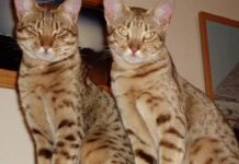 Ocicat