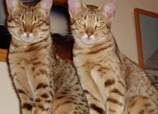 Ocicat
