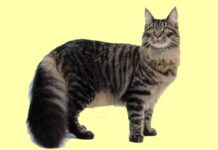 Maine Coon