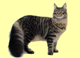 Maine Coon