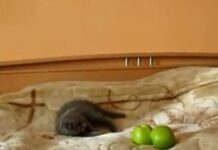 Un Gato VS Dos Manzanas