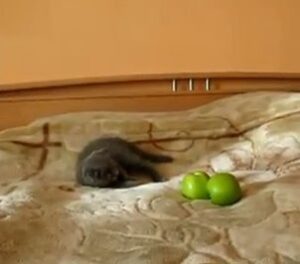 Un Gato VS Dos Manzanas