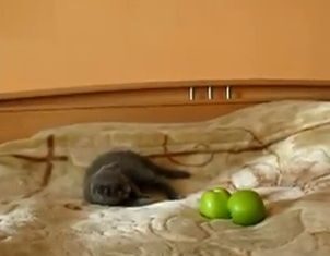 Un Gato VS Dos Manzanas