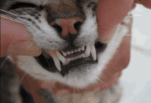 Los Dientes Del Gato