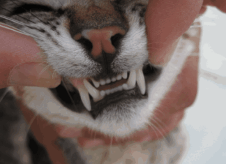 Los Dientes Del Gato