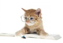 Actitudes De Los Gatos